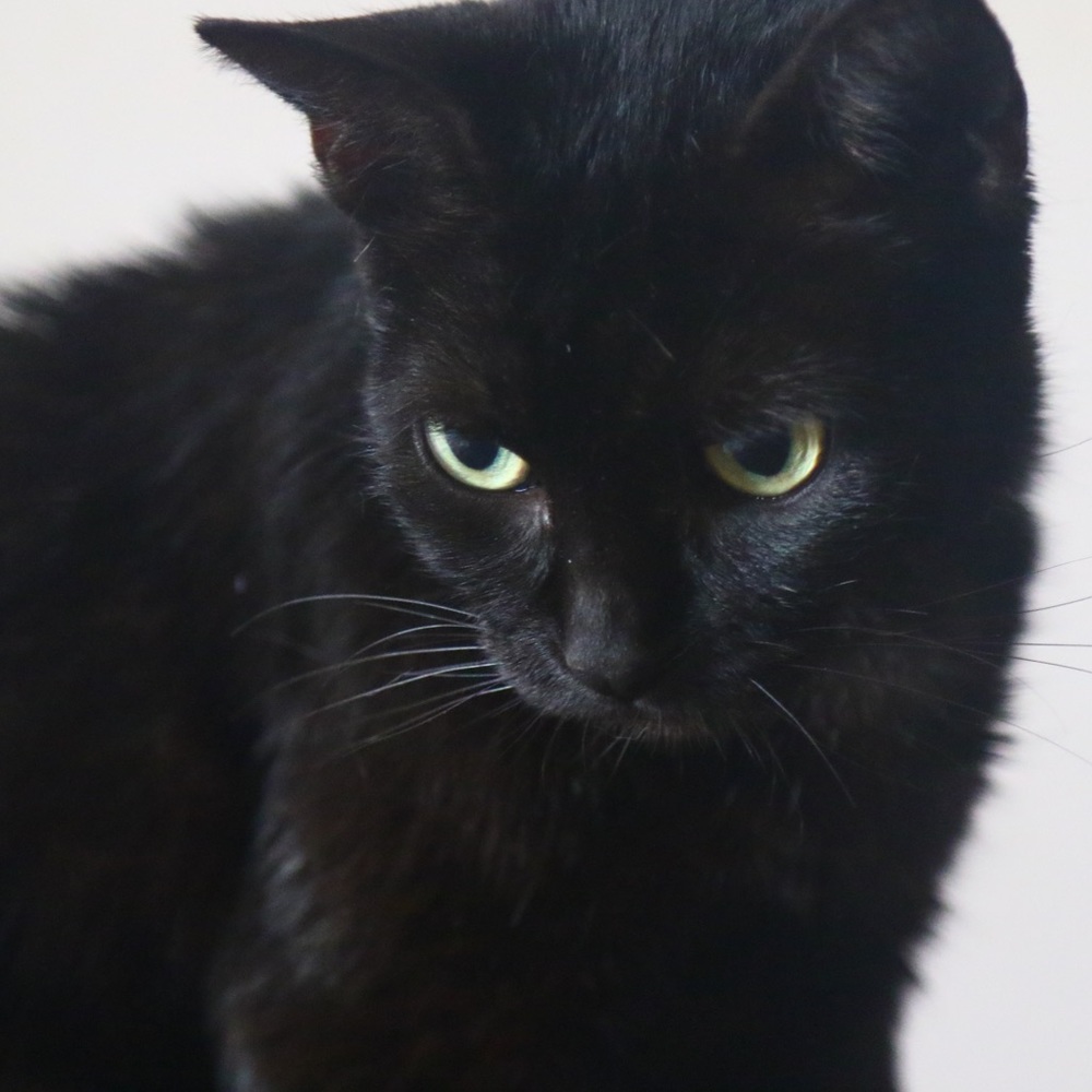 Meet your Posher, Margaret